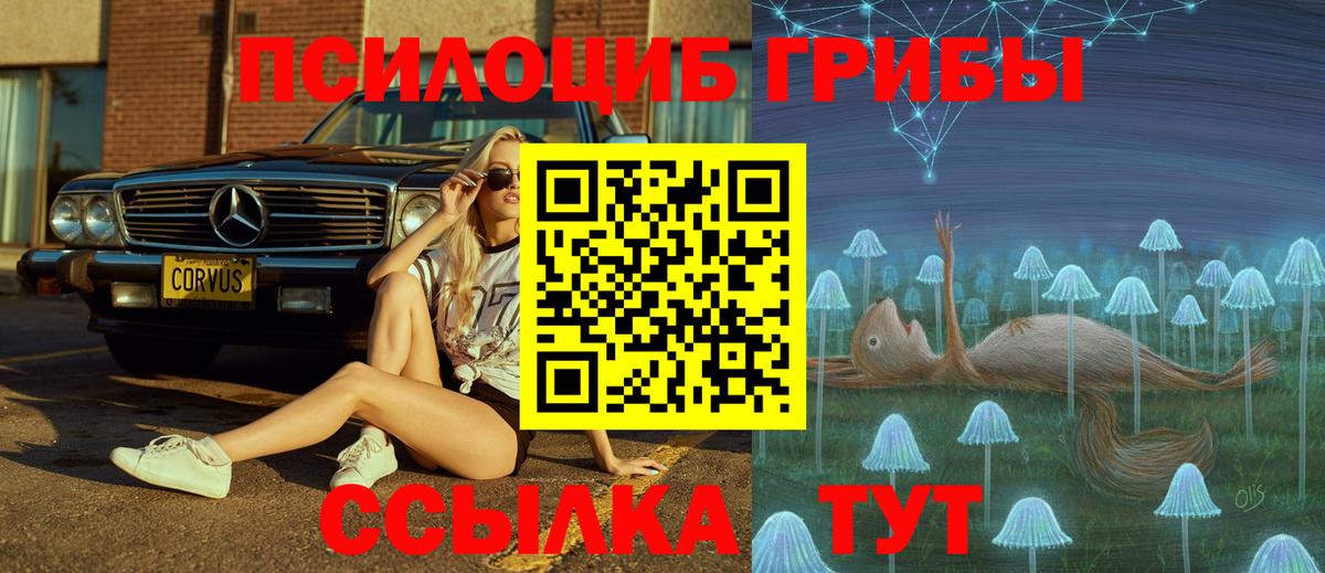 Новозыбков  купить наркотик  Псилоцибиновые грибы мицелий  Вход с VPN  Галлюциногенные грибы Psilocybe 